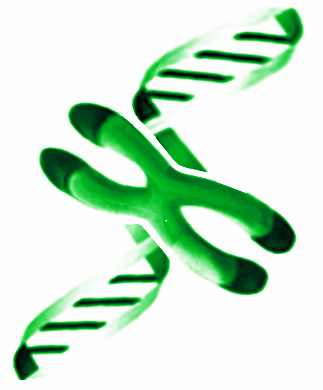 医療法人社団福原医院
