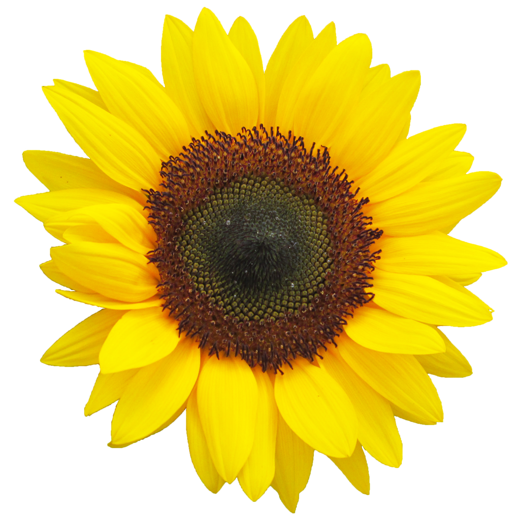 ひまわりクリニック